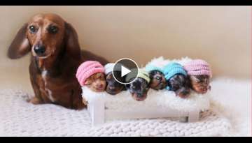 Proud Wiener Mom Posing With Her Babies In Adorable Photo Shoot, Is The Best Thing You’ll Ever ...